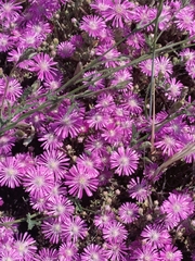 Drosanthemum