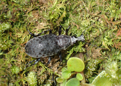 Anthribinae
