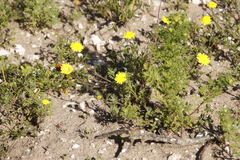 Cotula pruinosa