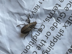 Naupactus