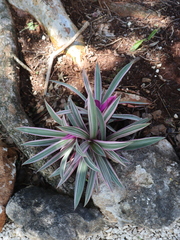 Tradescantia spathacea