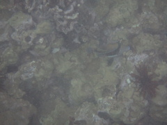Rhinecanthus rectangulus