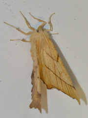 Ennomos quercinaria