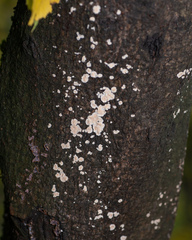 Cylindrobasidium laeve