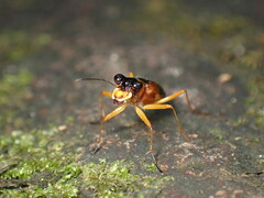 Cicindelinae