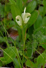 Pedicularis capitata