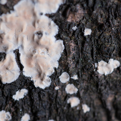 Cylindrobasidium laeve