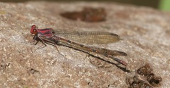 Argia funcki
