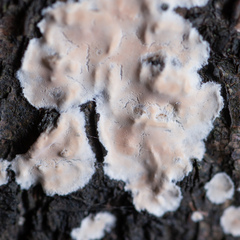 Cylindrobasidium laeve