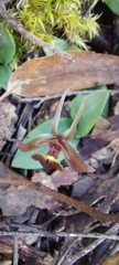 Chiloglottis triceratops