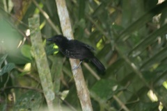 Thamnophilus bridgesi