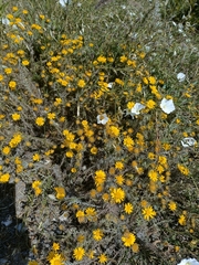 Glebionis coronaria