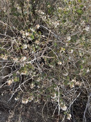 Brickellia californica