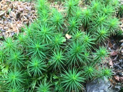 Polytrichum commune