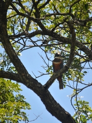 Megaceryle torquata