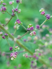 Chenopodiastrum simplex