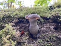 Armillaria sinapina