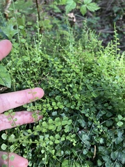 Asplenium flabellifolium