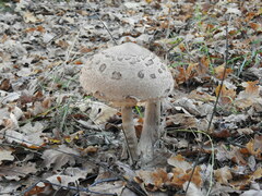 Macrolepiota