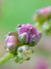 Chenopodiastrum simplex