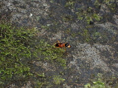 Cicindelinae