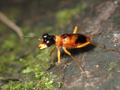 Cicindelinae