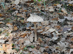 Macrolepiota