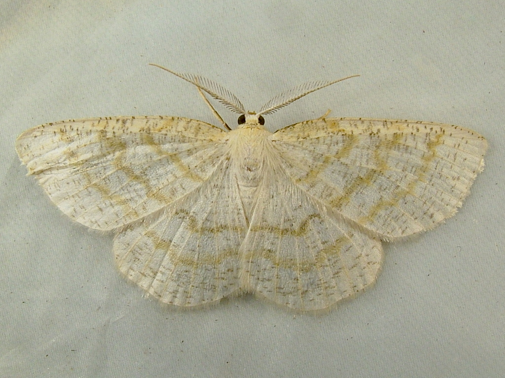Yellow-dusted Cream Moth (Priority Butterflies & Moths of Great Smoky ...