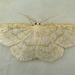 Yellow-dusted Cream Moth - Photo (c) Dick, some rights reserved (CC BY-NC-SA)