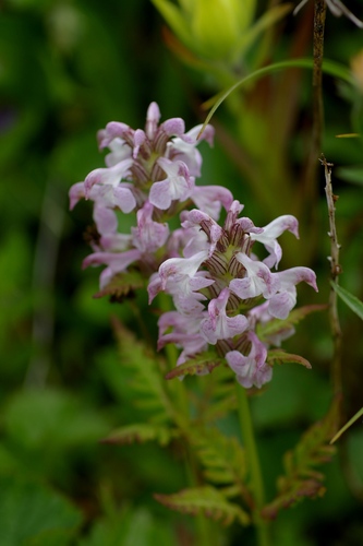 Pedicularis chamissonis iNat (2)