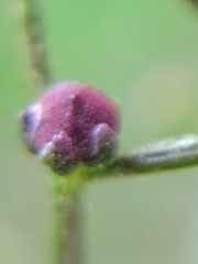 Chenopodiastrum simplex