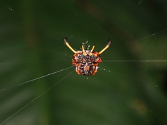 Gasteracanthinae