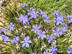 Aristea africana