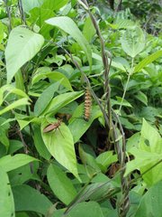 Lepidoptera