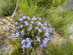 Aristea africana
