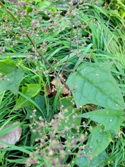 Chenopodiastrum simplex