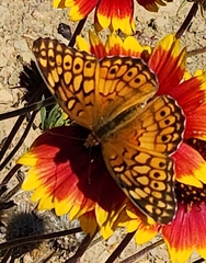 Euptoieta claudia