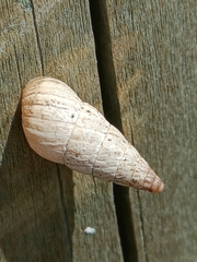 Cochlicella