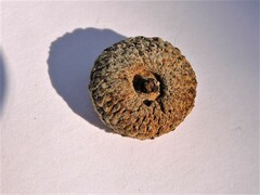 Andricus chrysobalani