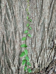 Cissus
