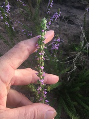 Muraltia satureioides