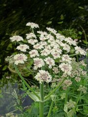 Heracleum mantegazzianum