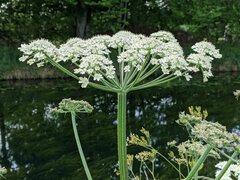 Heracleum mantegazzianum