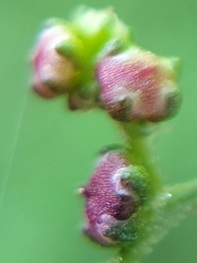 Chenopodiastrum simplex