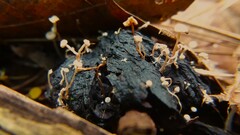 Collybia