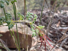 Dodonaea pinnata