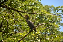 Nannopterum brasilianum