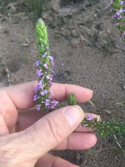 Muraltia satureioides