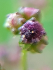 Chenopodiastrum simplex