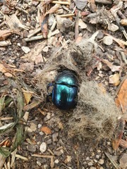 Geotrupidae